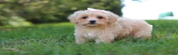 Maltipoo dogs for sale: Annie - Ad 8