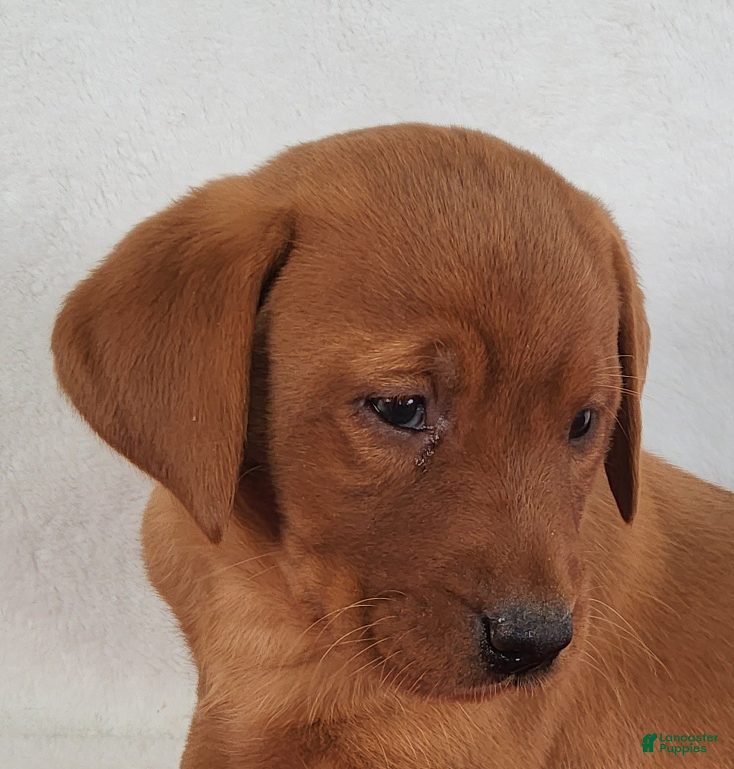 Labrador Retriever dogs for sale: Copper - Ad 1