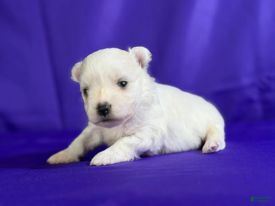 Maltipom dogs for sale: Donut  - Ad 1