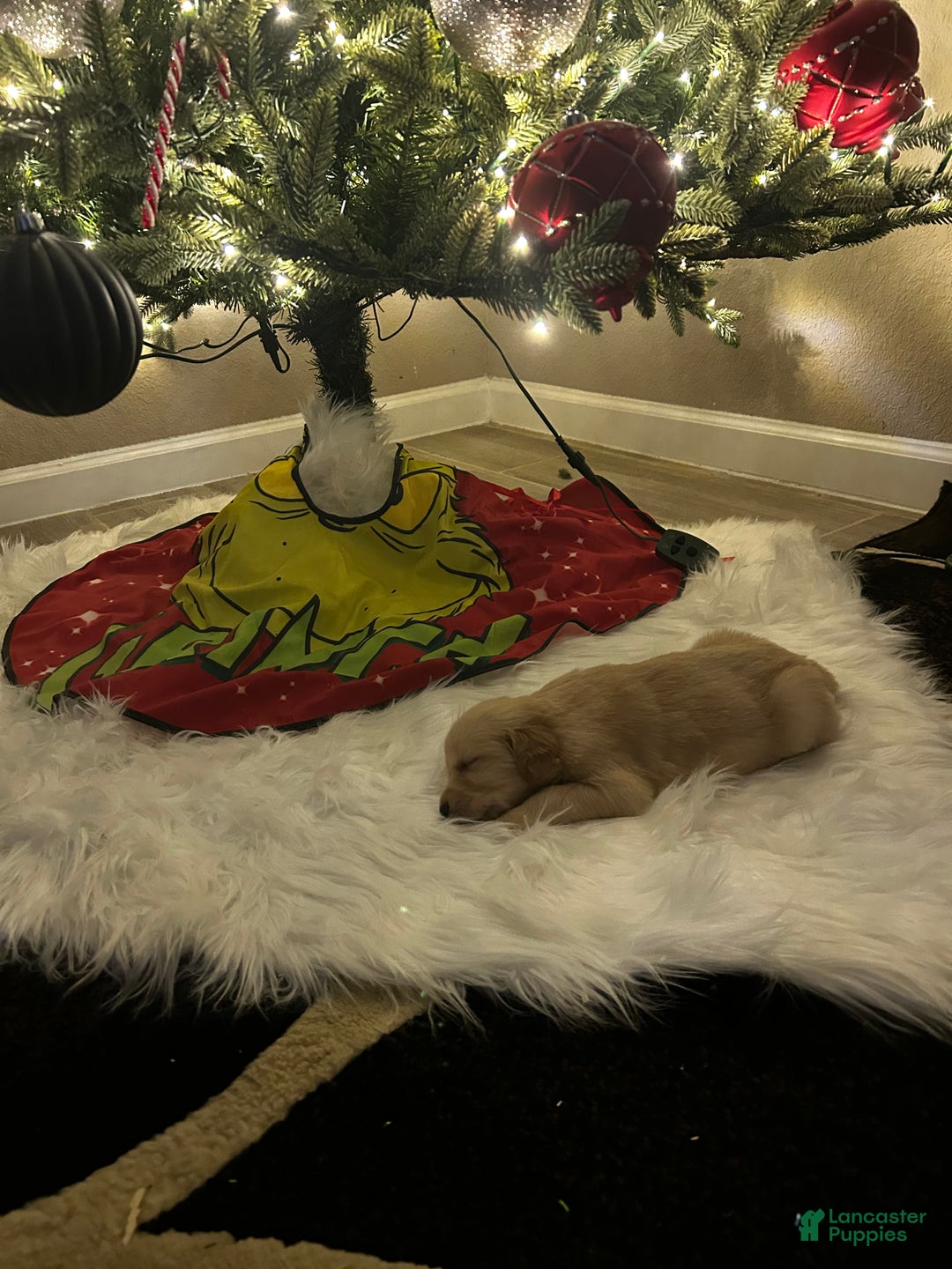 Golden Retriever dogs for sale: Dull green - Ad 4