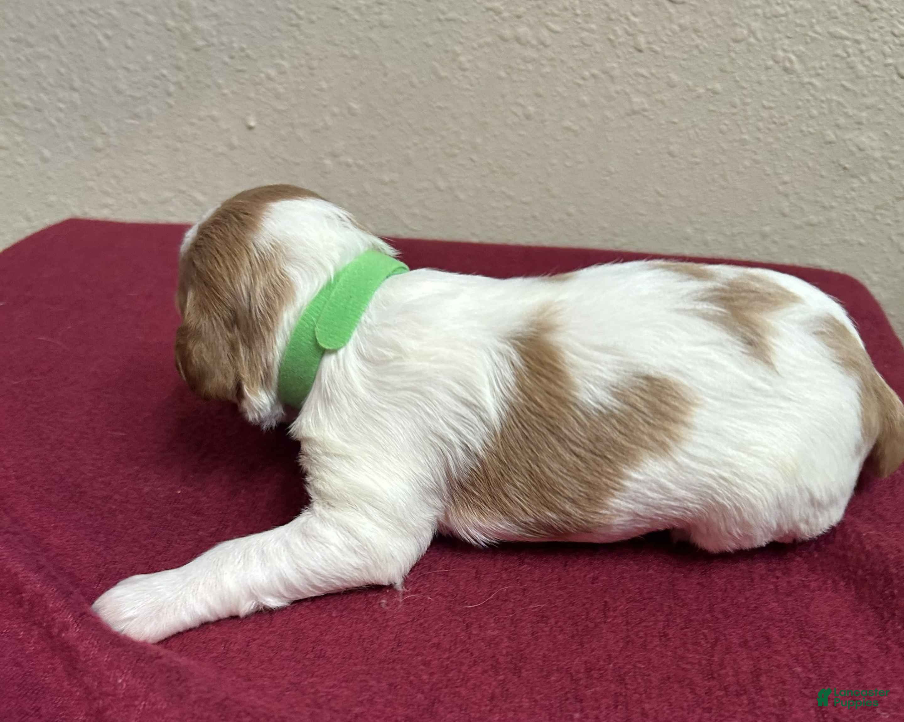 Brittany Spaniel dogs Green Collar - Ad 1