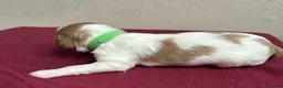 Brittany Spaniel dogs for sale: Green Collar - Ad 1
