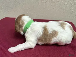 Brittany Spaniel dogs for sale: Green Collar - Ad 2