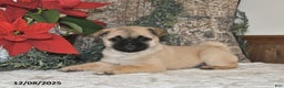 Mixed Breed dogs for sale: Princess - Ad 3