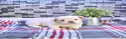 French Bulldog dogs for sale: Pierre - Ad 4