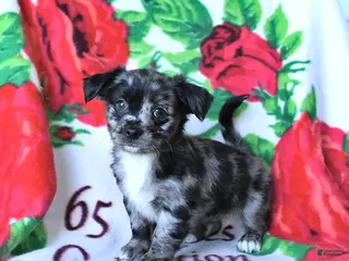 Chihuahua dogs for sale: Confetti - Ad 3