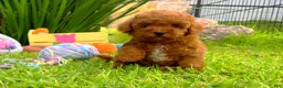 Toy Poodle dogs for sale: Ruby - Ad 3
