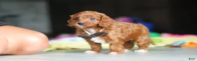 Archie