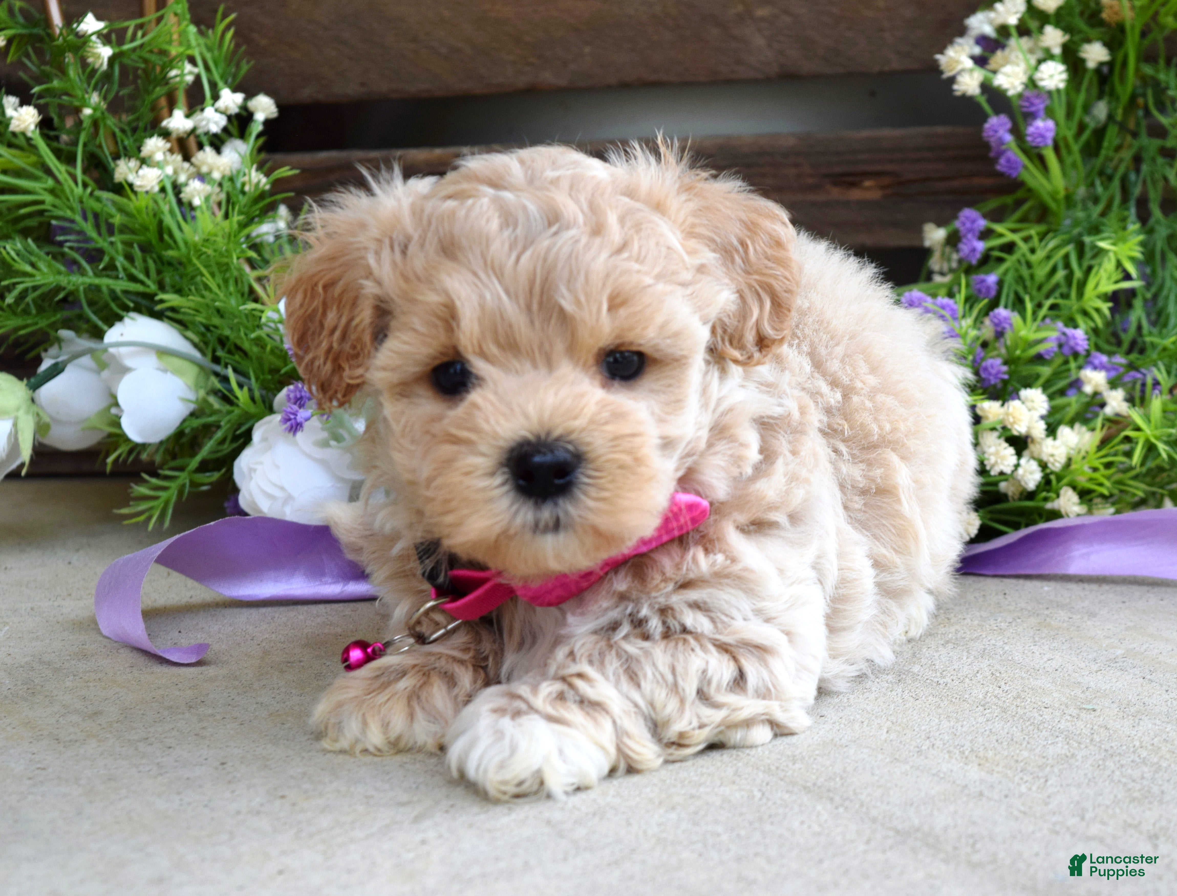 Maltipoo dogs Lola - Ad 2