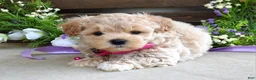 Maltipoo dogs for sale: Lola - Ad 2
