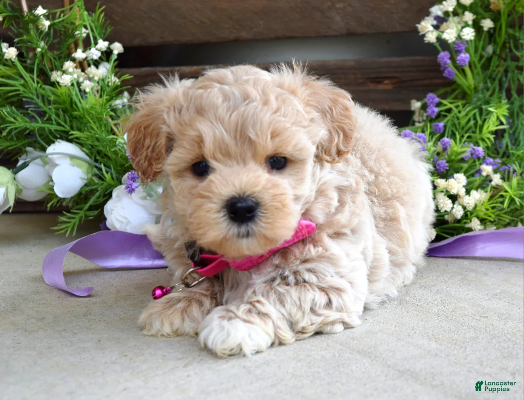 Maltipoo dogs for sale: Lola - Ad 2