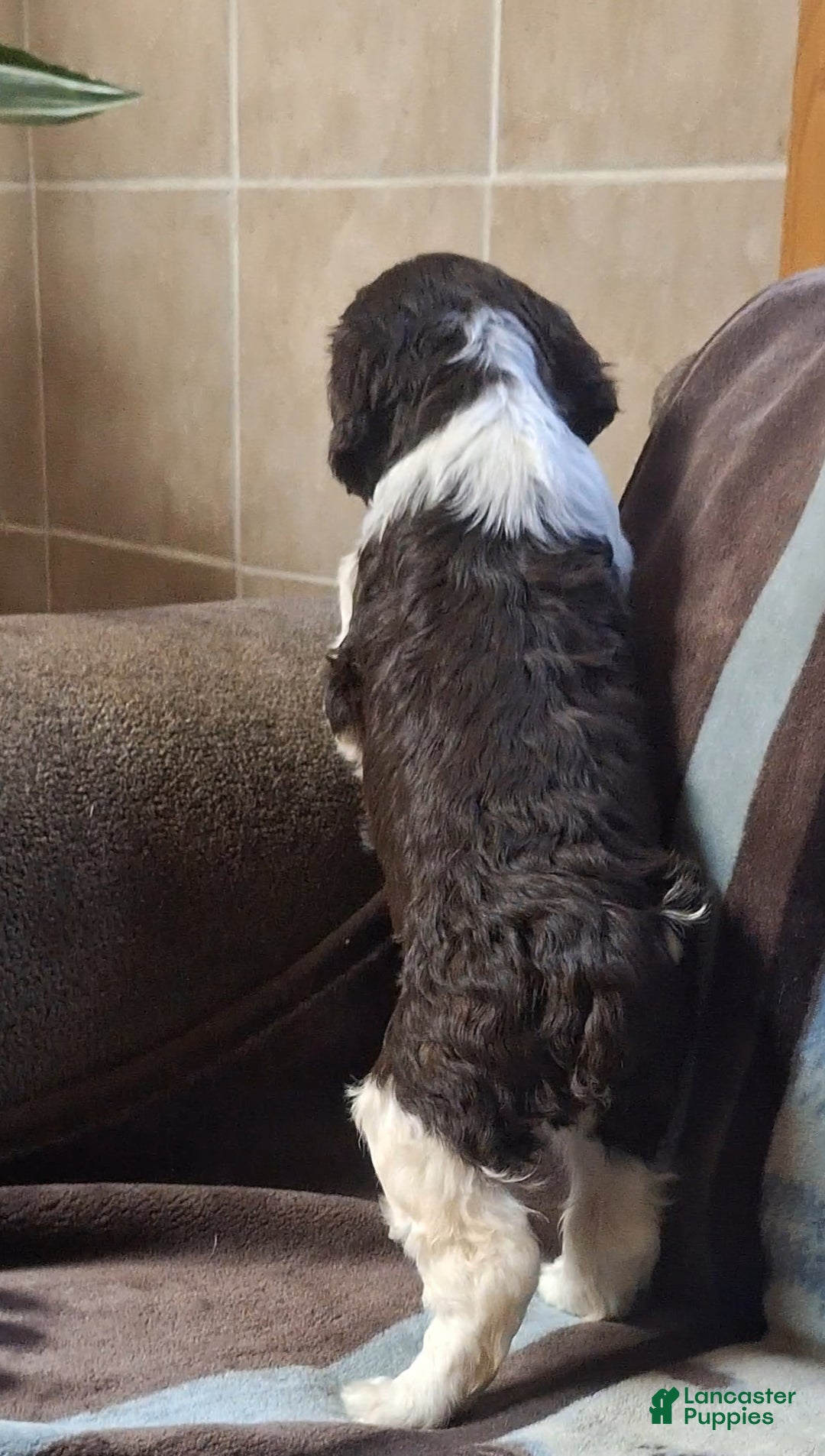 English Springer Spaniel dogs for sale: Sammy - Ad 5