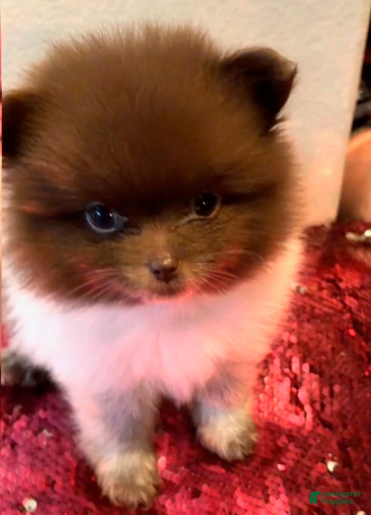 Pomeranian dogs Pomeranian 2 - Ad 2