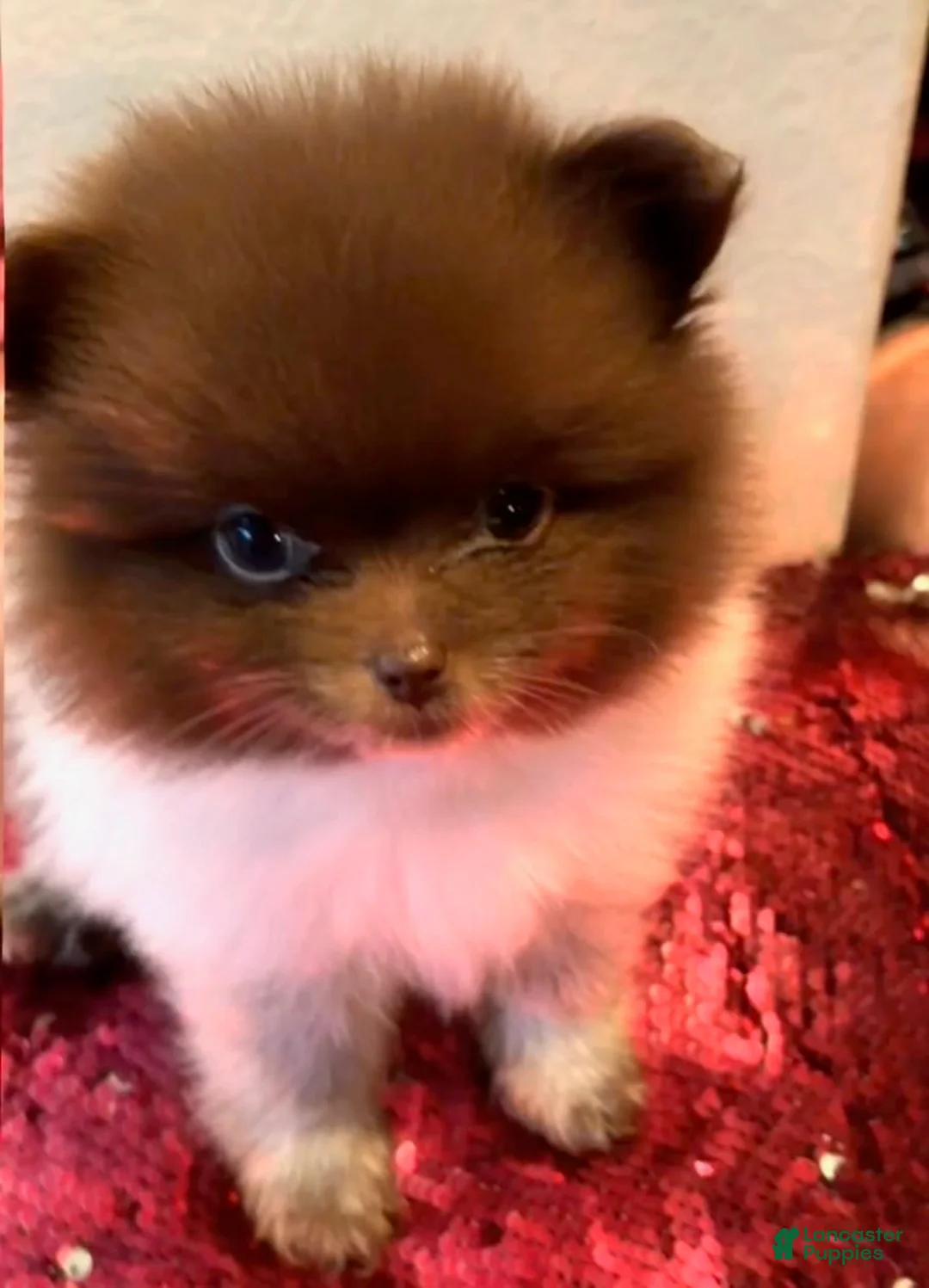 Pomeranian dogs for sale: Pomeranian 2 - Ad 2