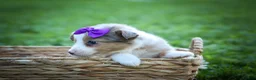 Mixed Breed dogs for sale: Gloria🩷  - Ad 16