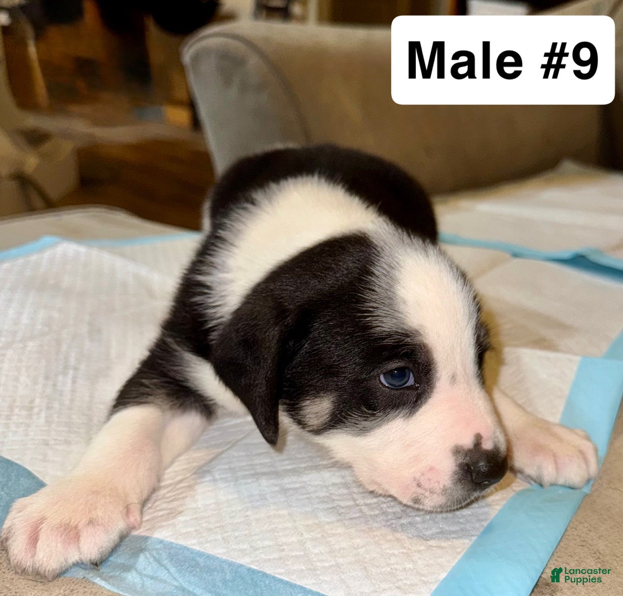 Mixed Breed dogs Mixed Breed Puppy 9 - Ad 6