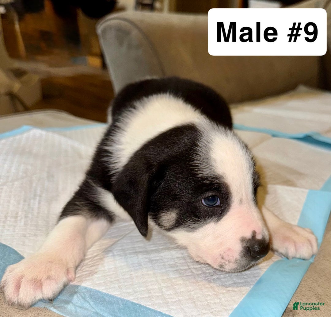 Mixed Breed dogs for sale: Mixed Breed Puppy 9 - Ad 1