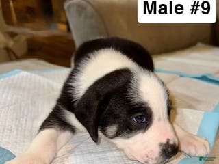 Mixed Breed dogs Mixed Breed Puppy 9 - Ad 6