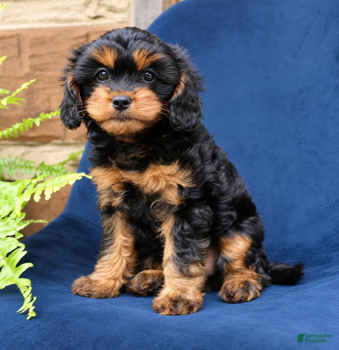Cavapoo dogs for sale: Willow  - Ad 1