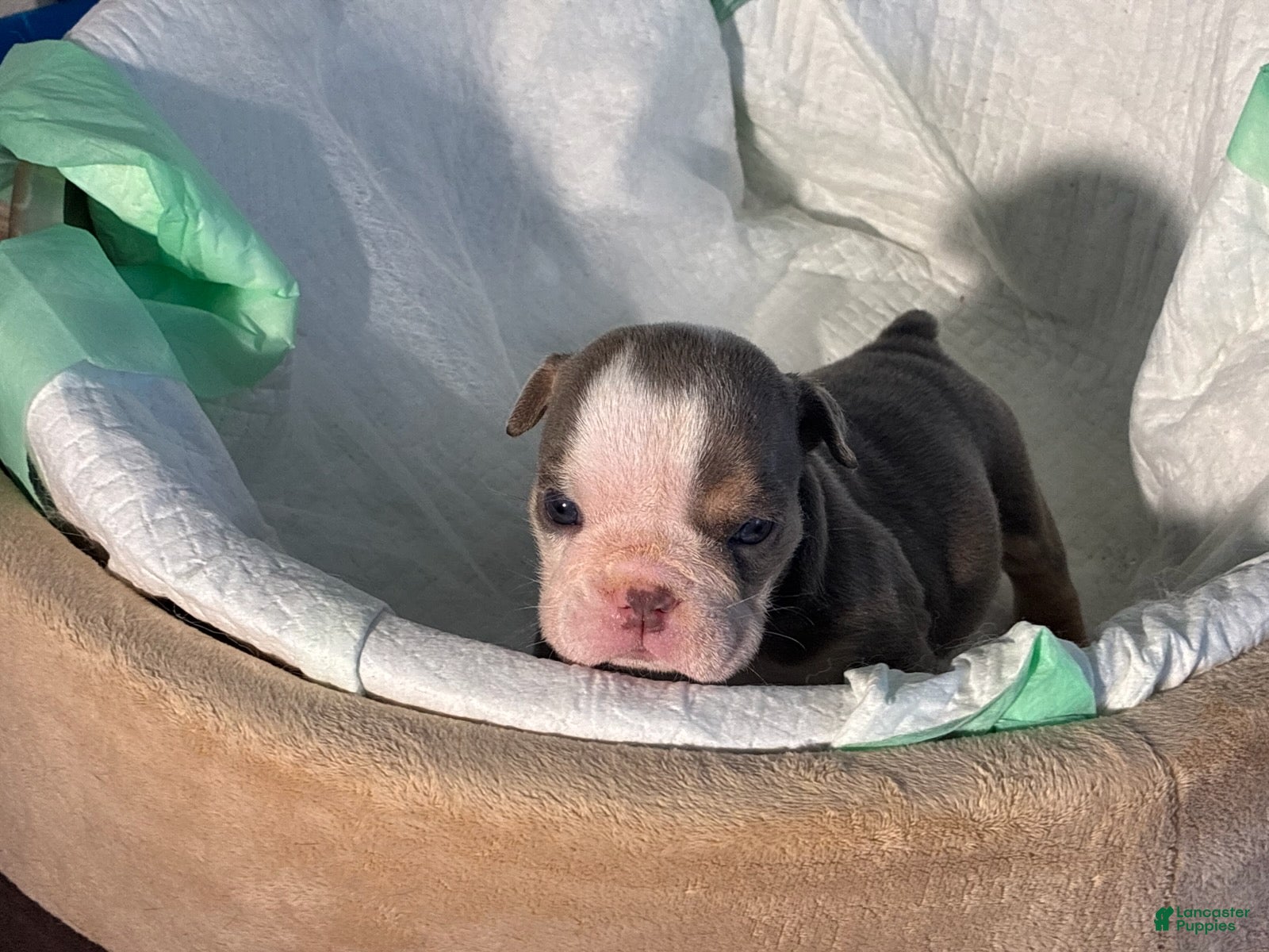 English Bulldog dogs Blue Ivy - Ad 2