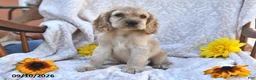 English Cocker Spaniel dogs for sale: Ricky Boy - Ad 2
