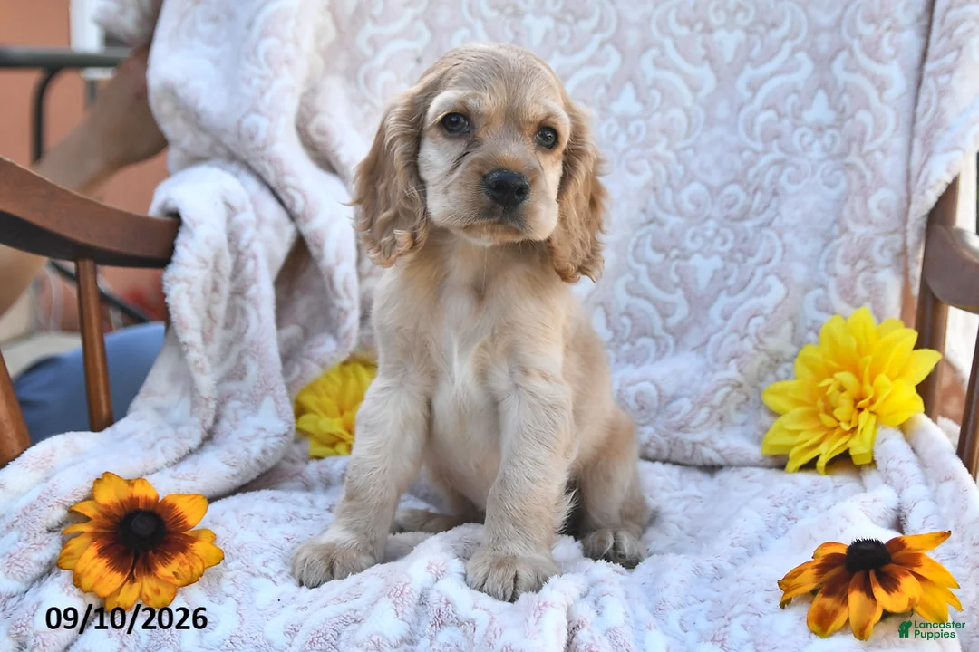 English Cocker Spaniel dogs for sale: Ricky Boy - Ad 2