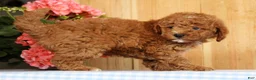 Mini Goldendoodle dogs for sale: Buster - Ad 8