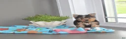 Yorkshire Terrier dogs for sale: Tinker - Ad 3