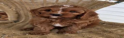 Cavapoo dogs for sale: KOREE - Ad 5