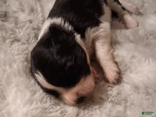 Mixed Breed dogs Mixed Breed Puppy 3 - Ad 7