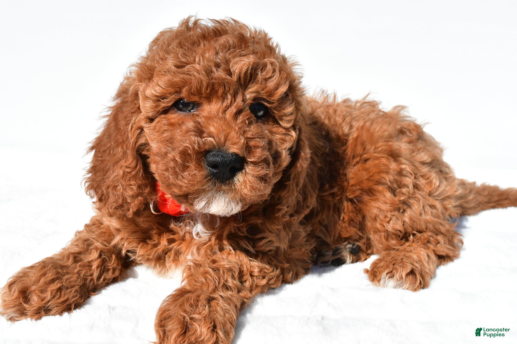 Miniature Poodle dogs for sale: Shawn - Ad 2