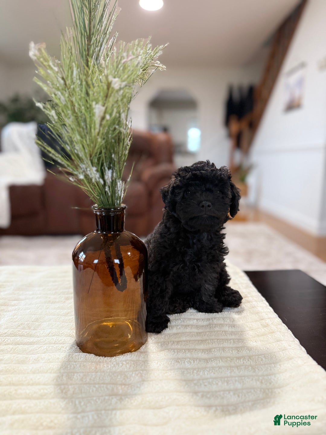 Maltipoo dogs for sale: Rome  - Ad 8