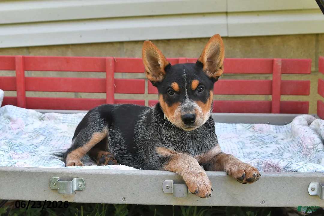 Australian Cattle Dog dogs for sale: Blackie - Ad 1