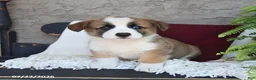 Welsh Corgi Pembroke dogs for sale: Lincoln - Ad 3