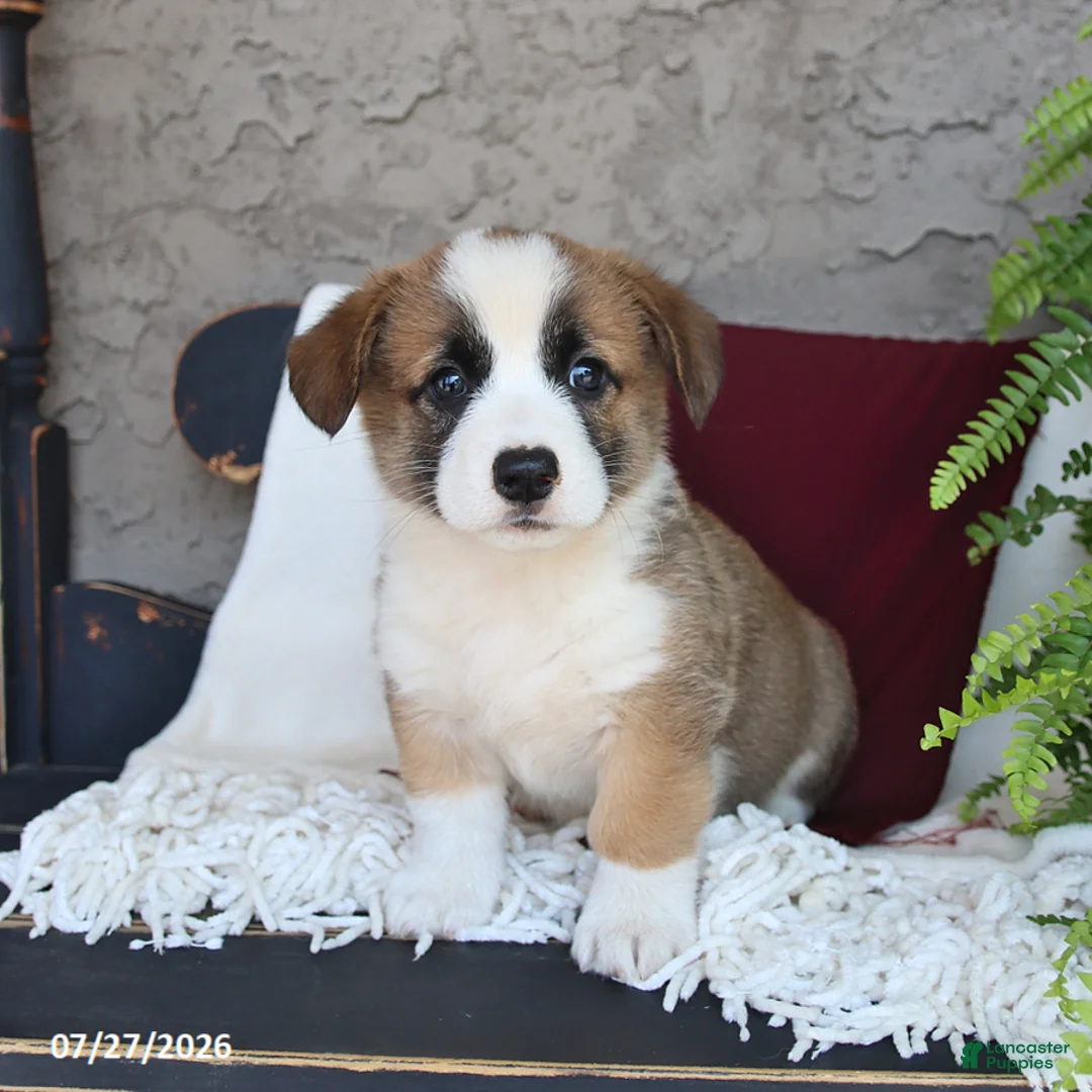 Welsh Corgi Pembroke dogs for sale: Lincoln - Ad 3