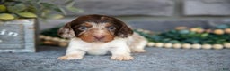Miniature Dachshund dogs for sale: Tulip - Ad 3