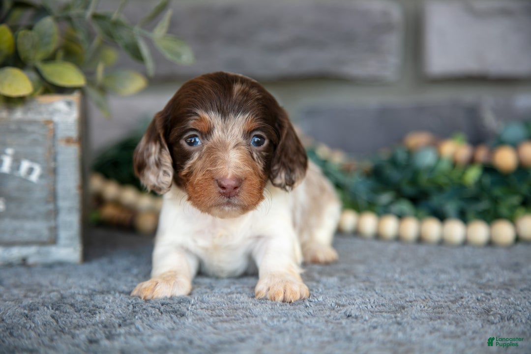 Miniature Dachshund dogs for sale: Tulip - Ad 3