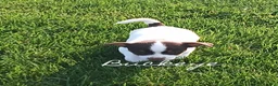 Chihuahua dogs for sale: Chihuahua 1 - Ad 6