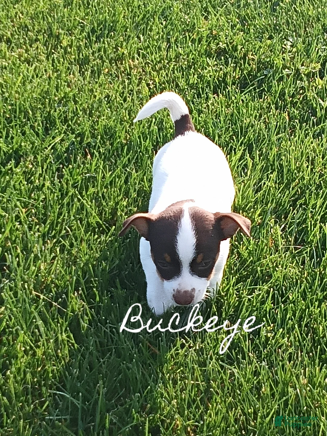 Chihuahua dogs for sale: Chihuahua 1 - Ad 6