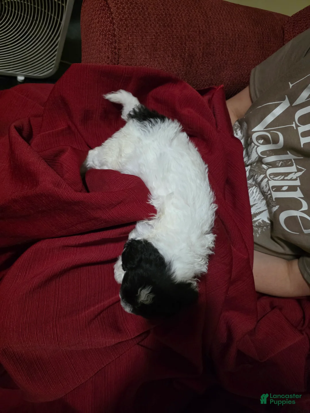 Shihpoo dogs for sale: Max - Ad 2