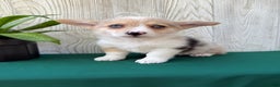 Welsh Corgi Pembroke dogs for sale: Jade - Ad 3