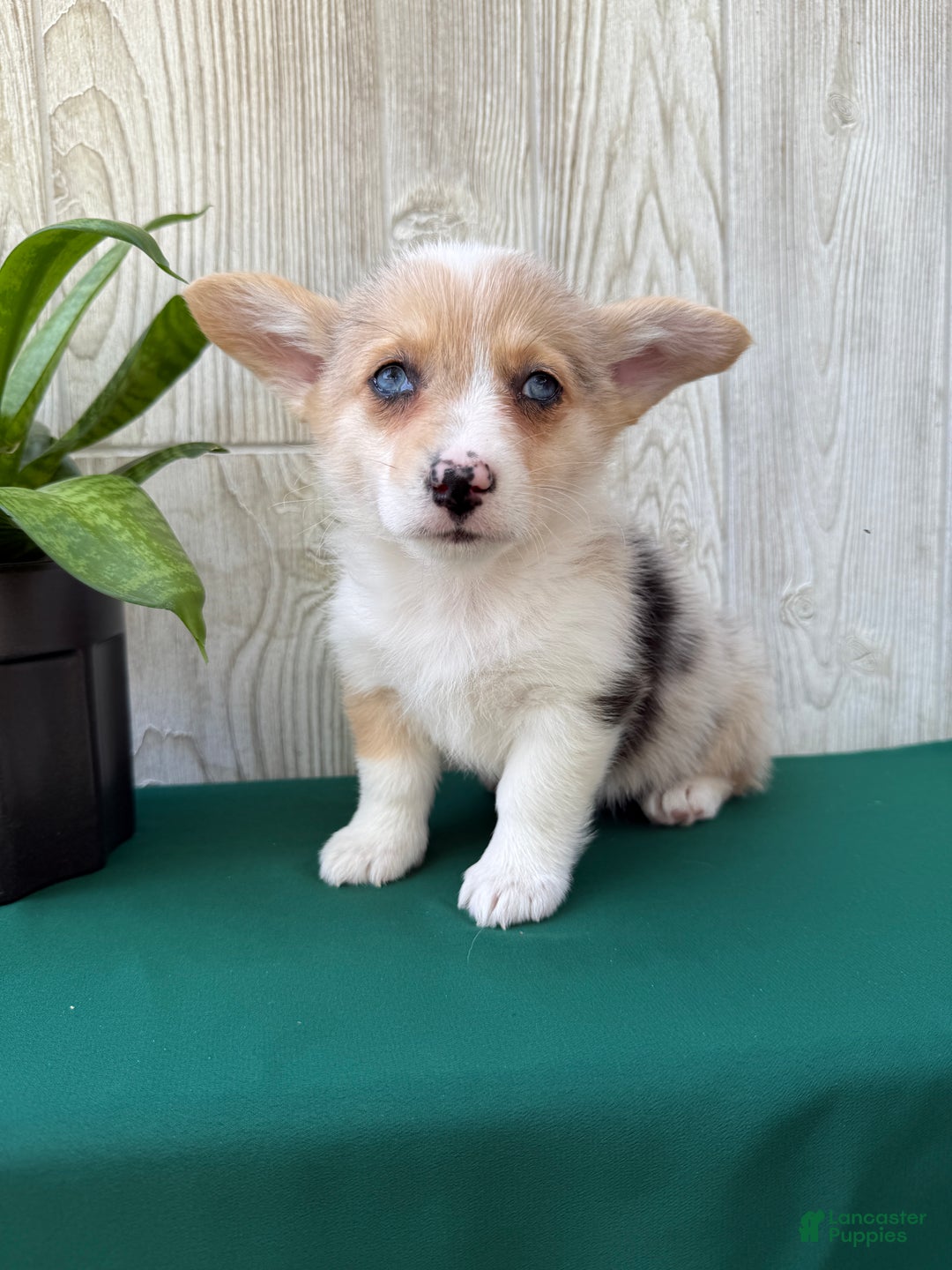 Welsh Corgi Pembroke dogs for sale: Jade - Ad 3