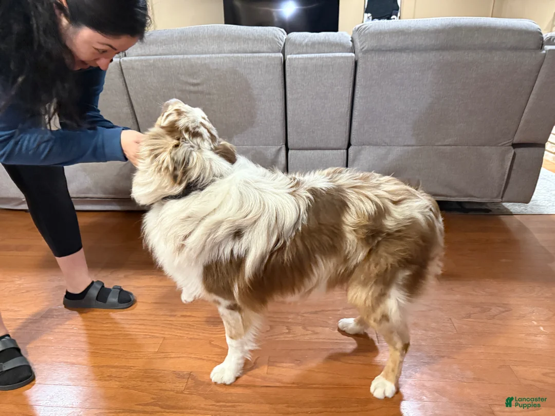 Australian Shepherd dogs for stud: Beau  - Ad 6