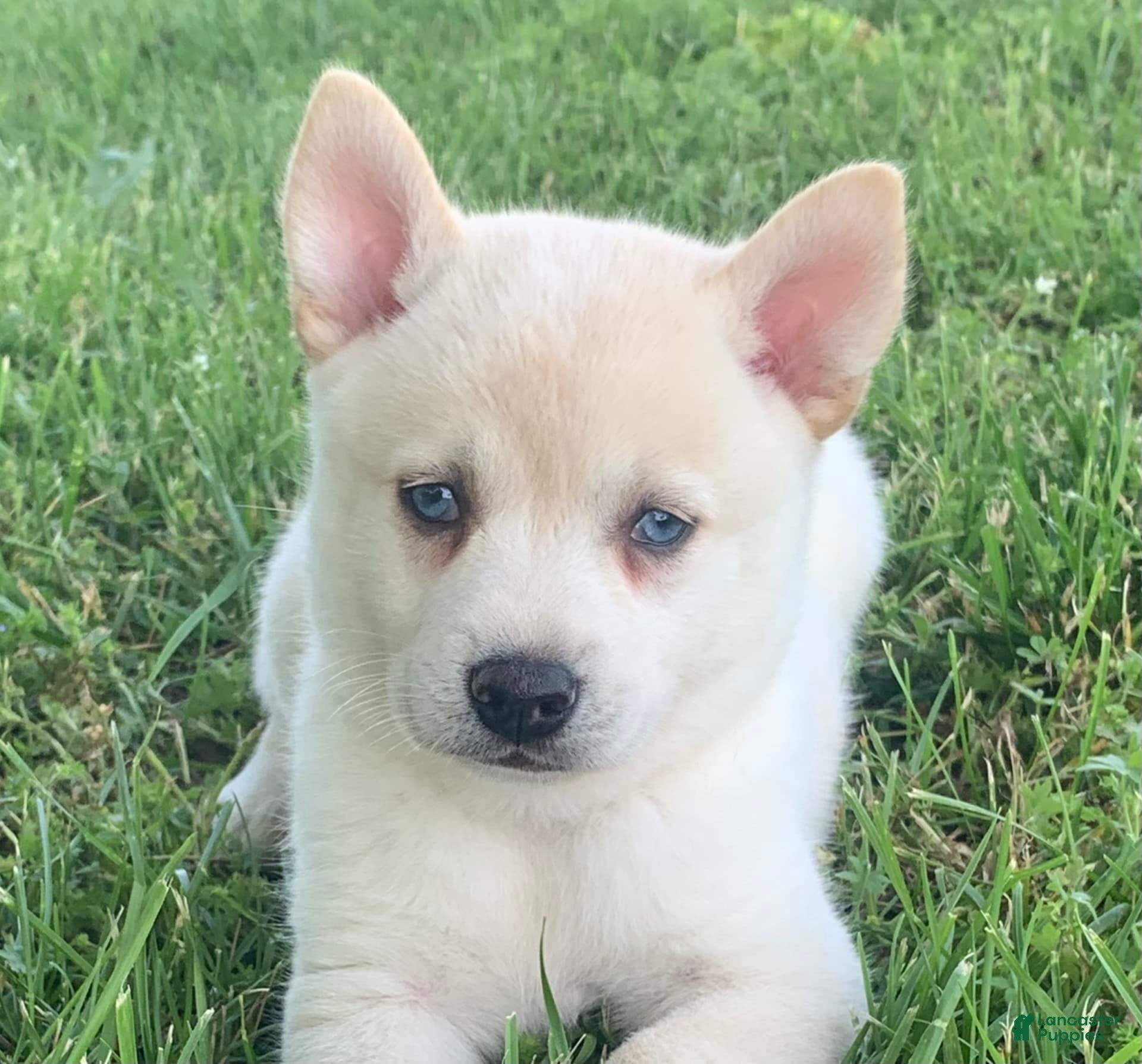 Alaskan Klee Kai dogs Handsome Boy Liam - Ad 9
