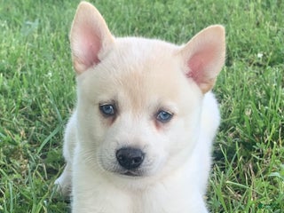 Alaskan Klee Kai dogs Handsome Boy Liam - Ad 16