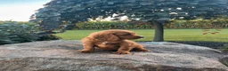 Cavapoo dogs for sale: Duke - Ad 5