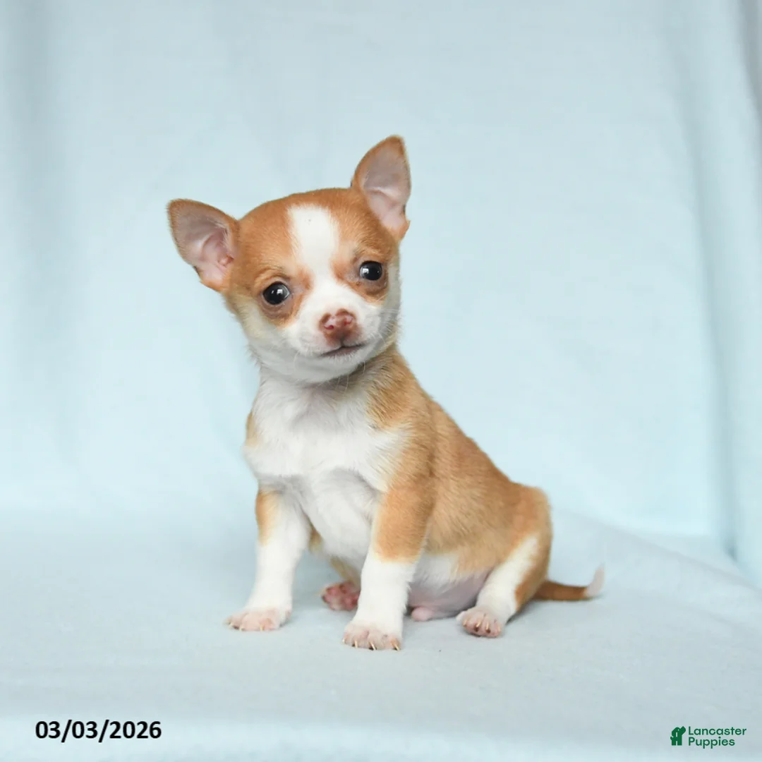 Chihuahua dogs for sale: Otis - Ad 2
