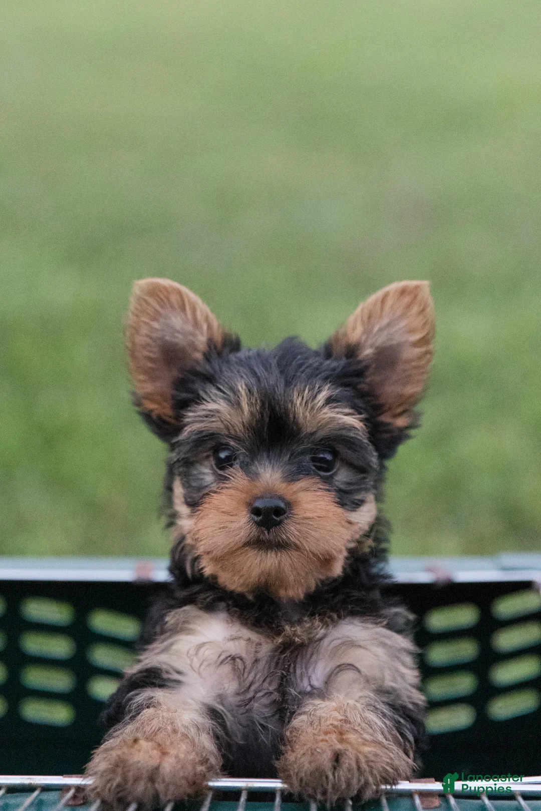 Yorkshire Terrier dogs for sale: Jasper - Ad 15