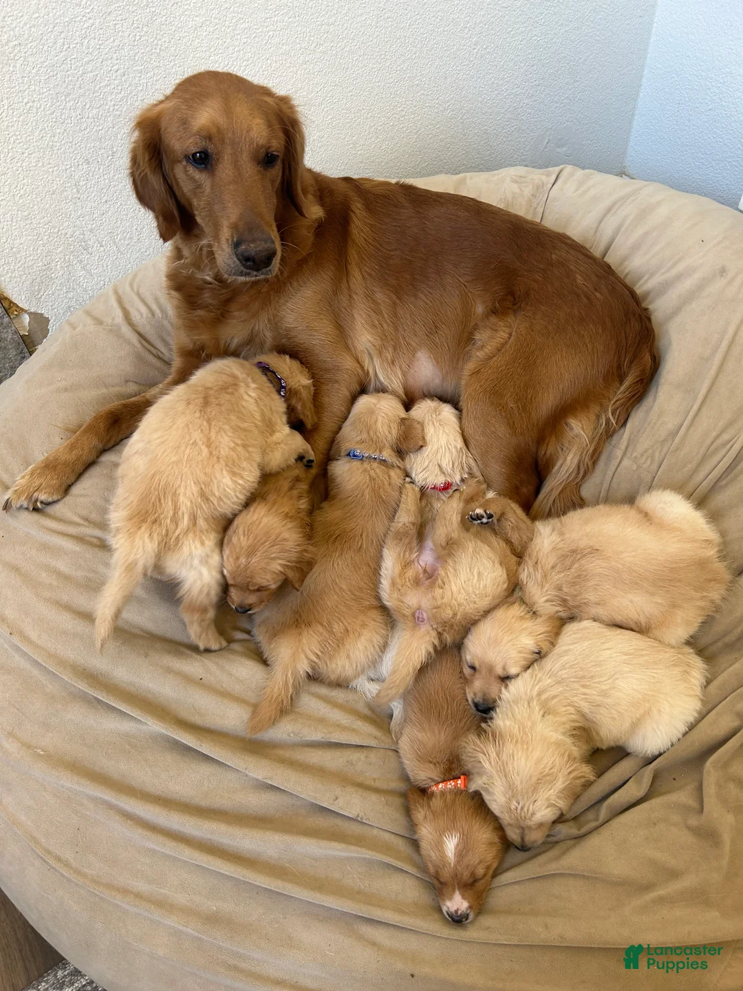 Mixed Breed dogs for sale: Green Collar - Ad 6