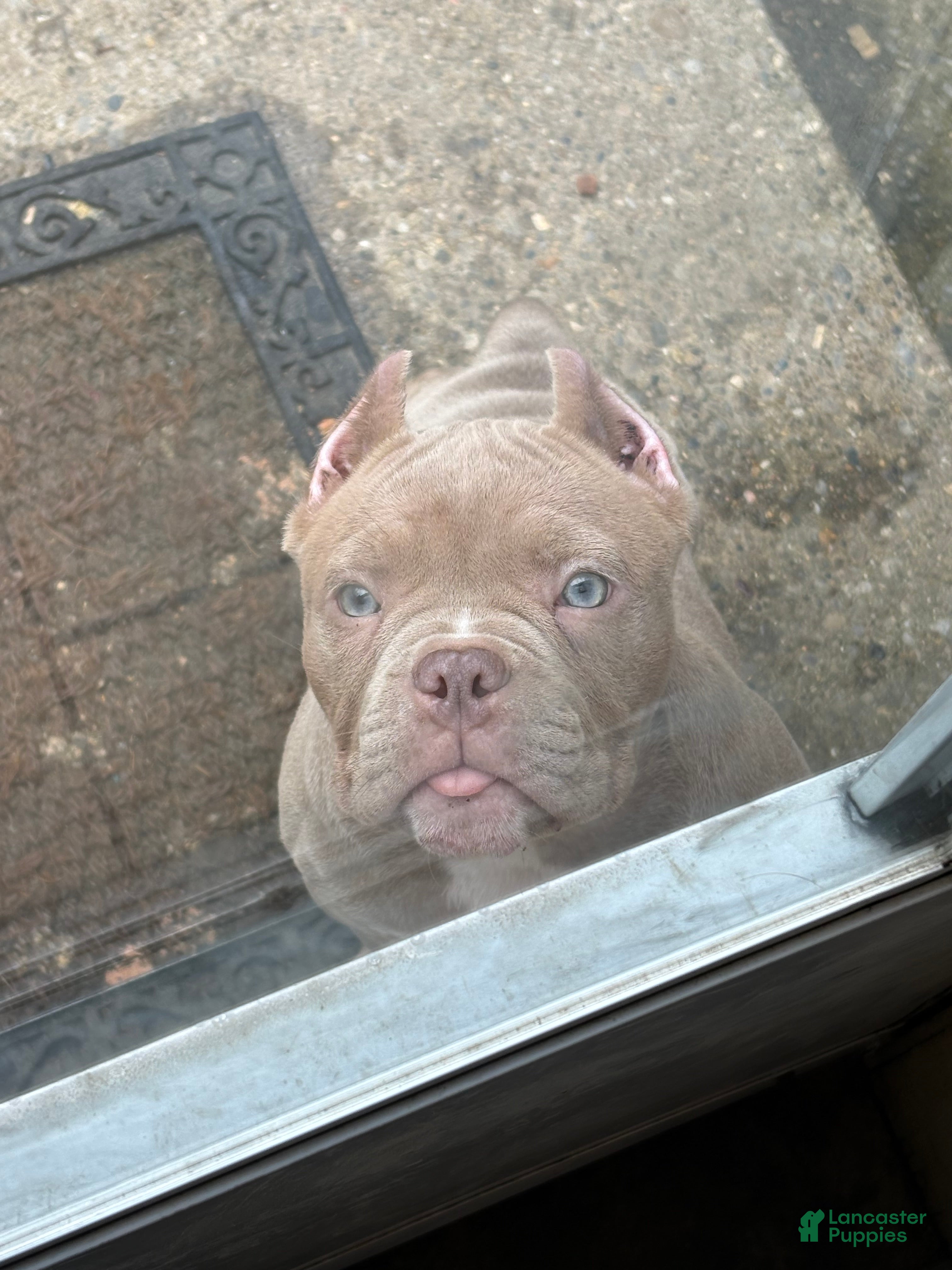 American Bully dogs American Bully Puppy 3 - Ad 27